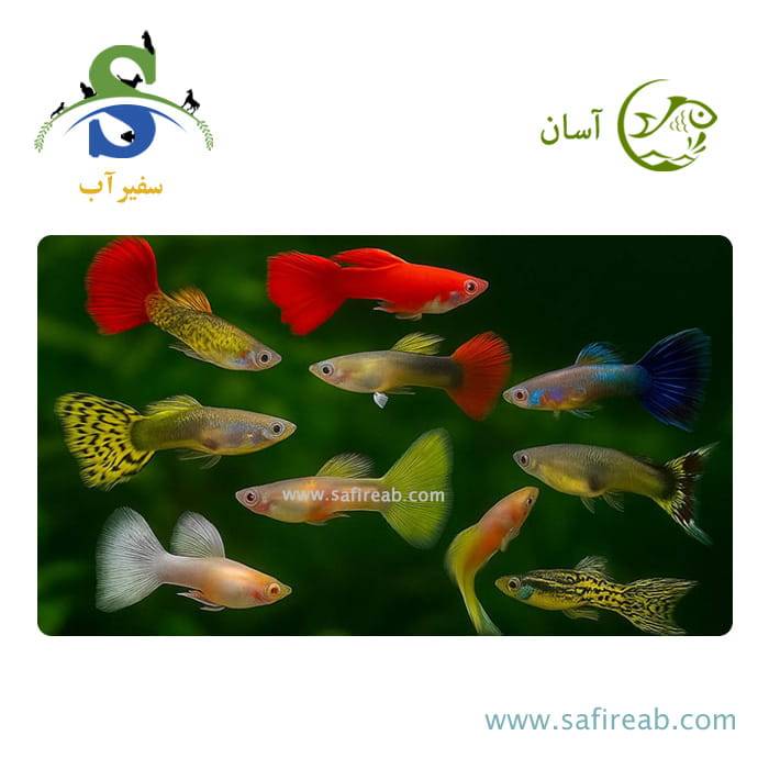 ماهی گوپی میکس چند رنگ