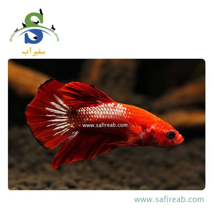 ماهی فایتر پلاکت رد هلبوی - Image 2