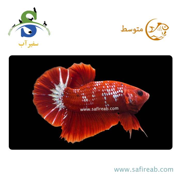 ماهی فایتر پلاکت رد هلبوی