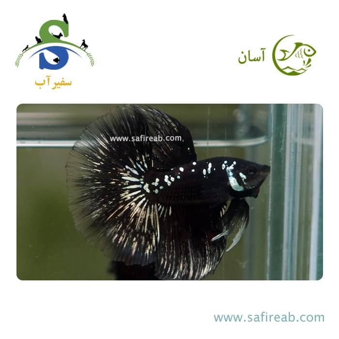 ماهی فایتر هافمون سامورایی