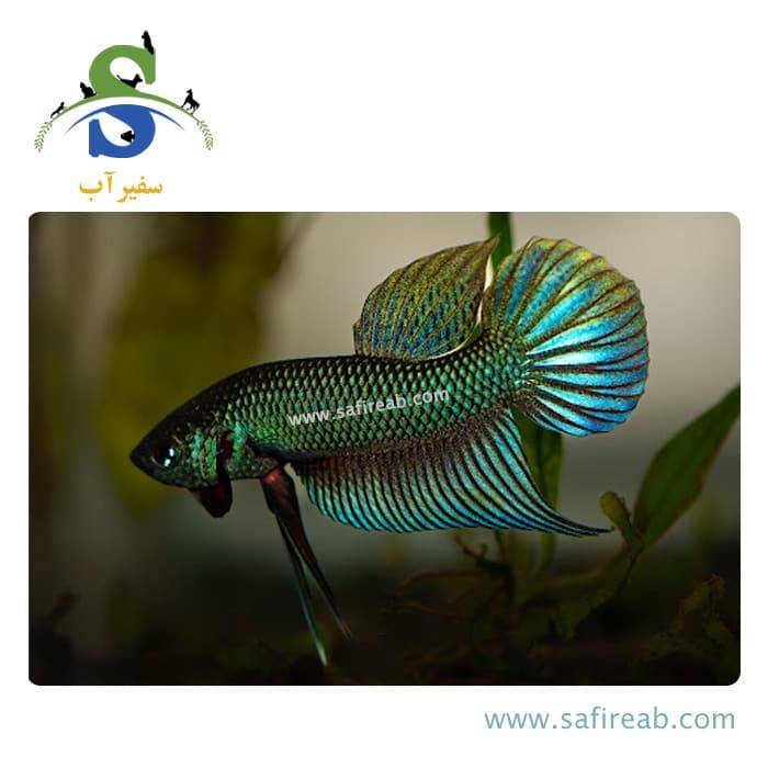 ماهی فایتر سامارگادینا - Image 2