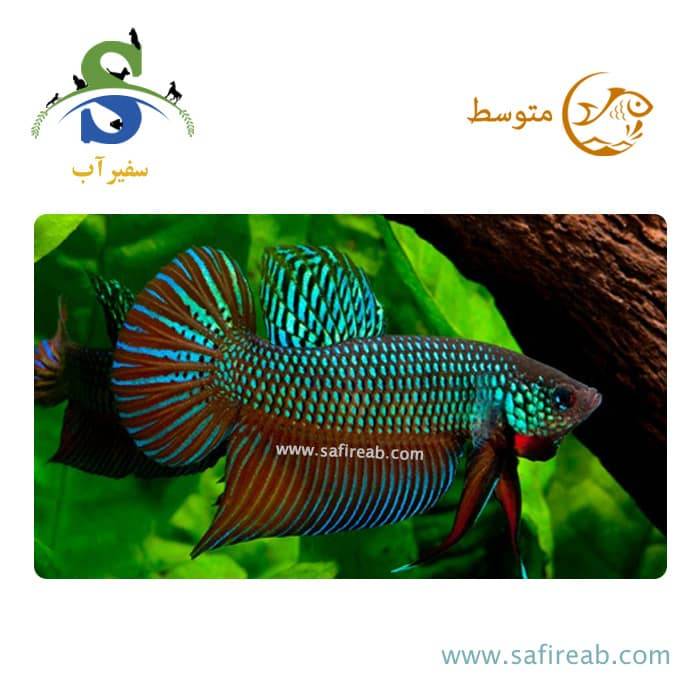 ماهی فایتر سامارگادینا