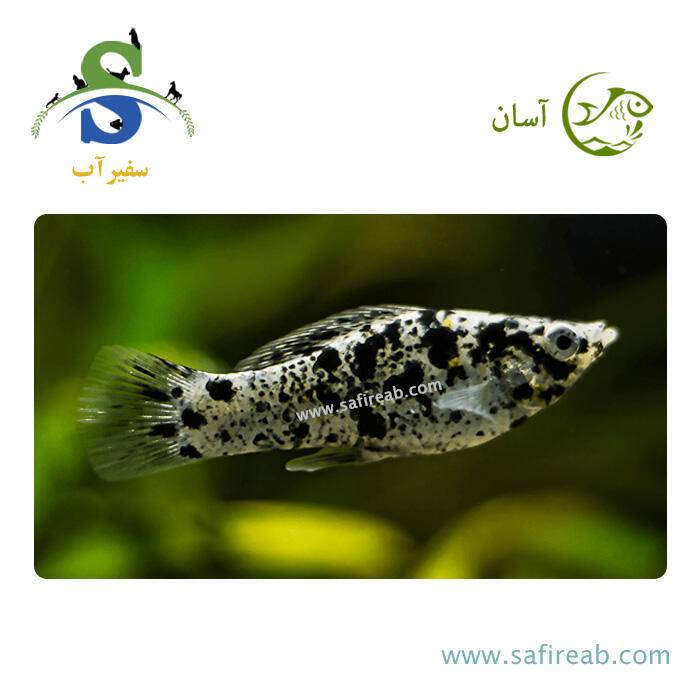 ماهی مولی ماربل اسپاتد
