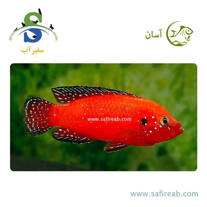 ماهی سیچلاید تورکانا