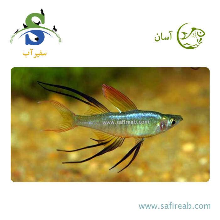 ماهی رمبو باله ریسمانی
