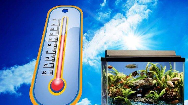 دمای مناسب آکواریوم