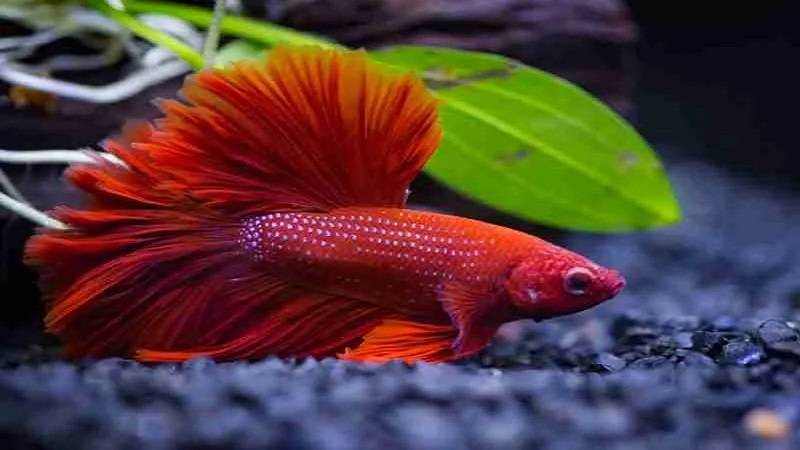 چرا ماهی کف اکواریوم می خوابد؟