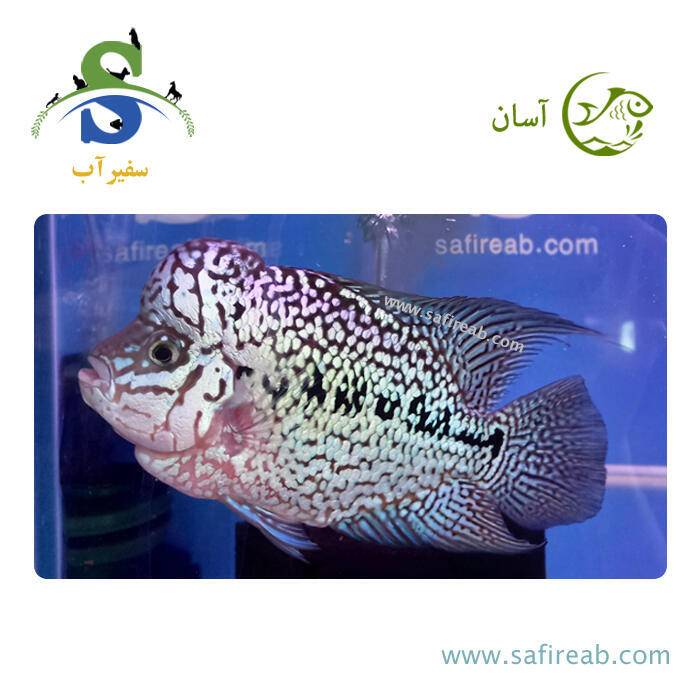 ماهی فلاور کامفا Silver گرید مسابقاتی کد K102