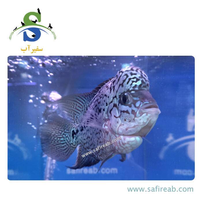 ماهی فلاور کامفا Silver گرید مسابقاتی کد K102 - Image 2