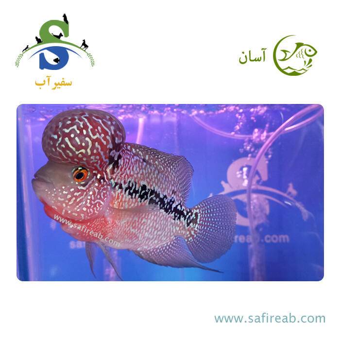 ماهی فلاور کامفا Pink گرید مسابقاتی کد K107