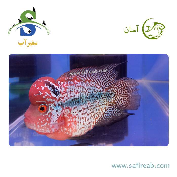 ماهی فلاور کامفا Bonsai گرید مسابقاتی کد K114
