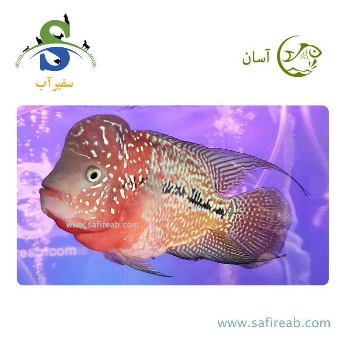 ماهی فلاور کامفا Red Monkey Face گرید مسابقاتی کد K109