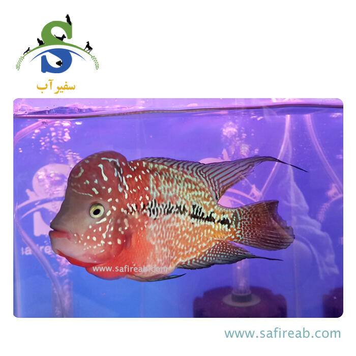 ماهی فلاور کامفا Red Monkey Face گرید مسابقاتی کد K109 - Image 2