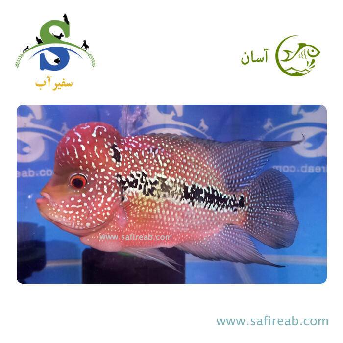 ماهی فلاور کامفا Classic گرید مسابقاتی کد K108