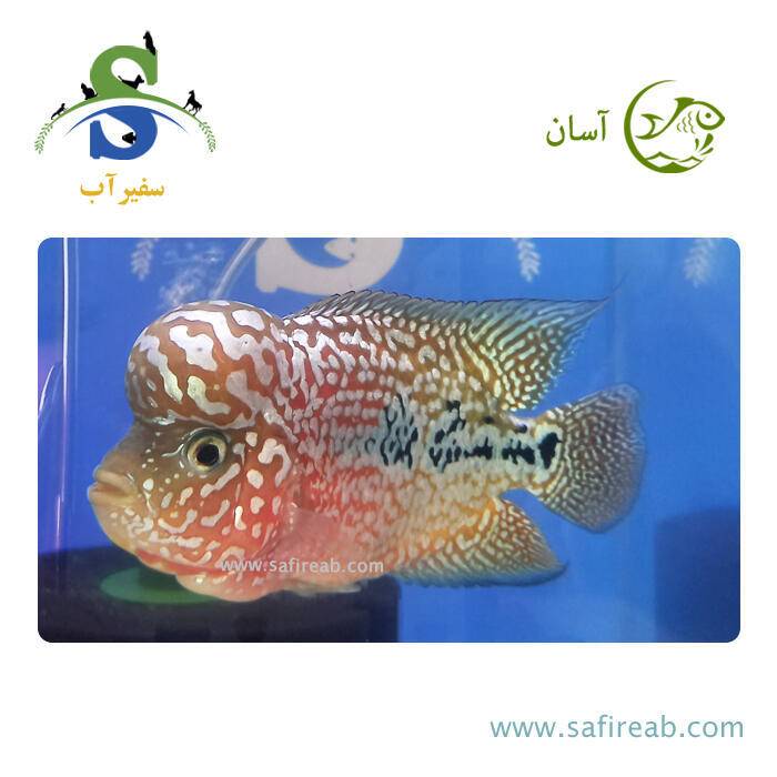 ماهی فلاور کامفا Multicolor گرید مسابقاتی کد K131
