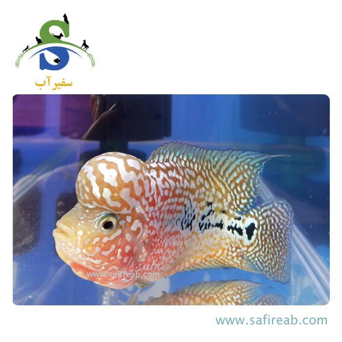 ماهی فلاور کامفا Multicolor گرید مسابقاتی کد K131 - Image 2