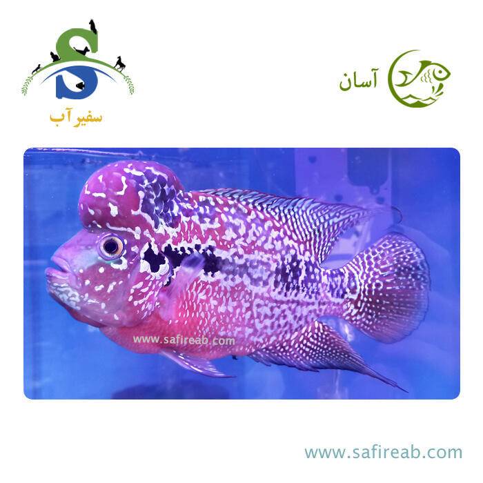 ماهی فلاور کامفا Red Base گرید مسابقاتی کد K118