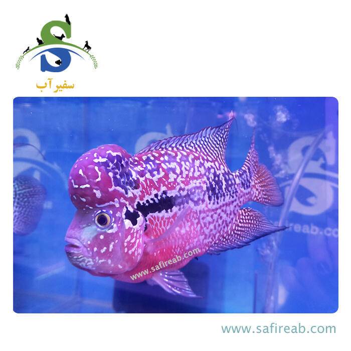 ماهی فلاور کامفا Red Base گرید مسابقاتی کد K118 - Image 2