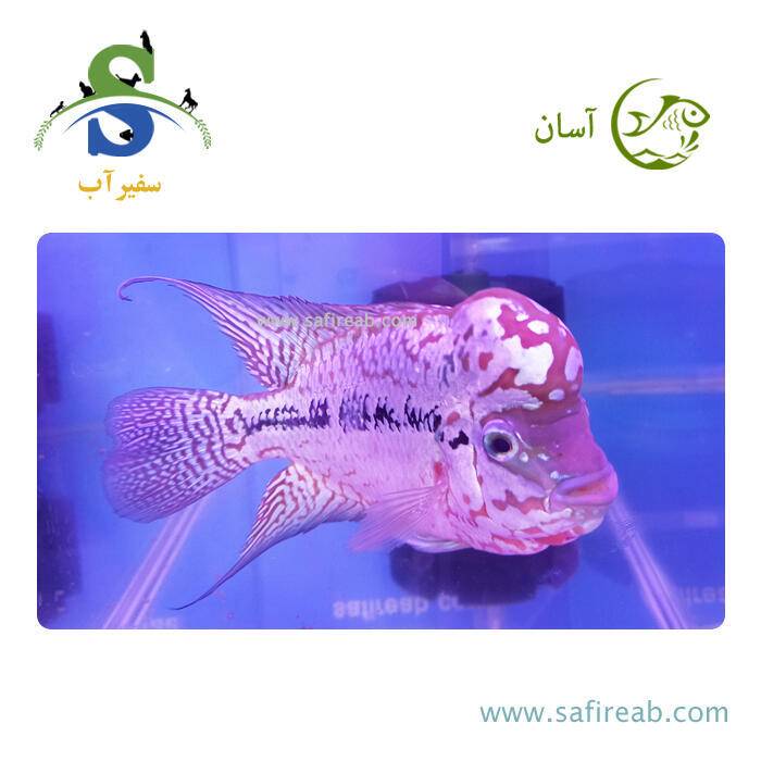 ماهی فلاور کامفا Snow گرید مسابقاتی کد K117