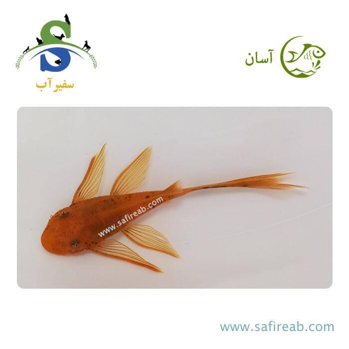 ماهی کت فیش پوزه بوته ای سوپر رد باله بلند