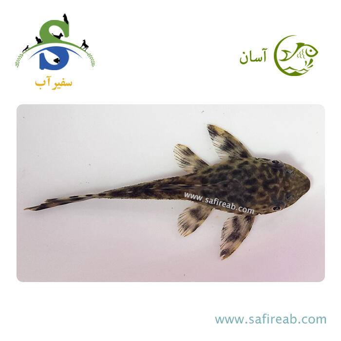 ماهی کت فیش ساده