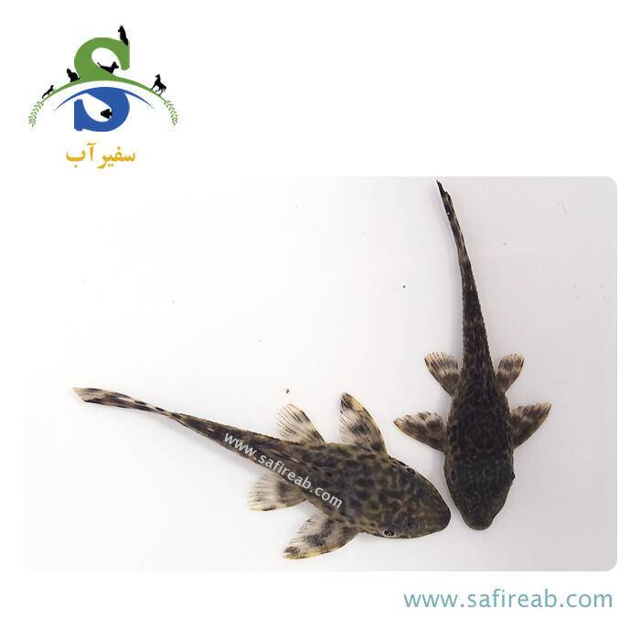 ماهی کت فیش ساده - Image 2