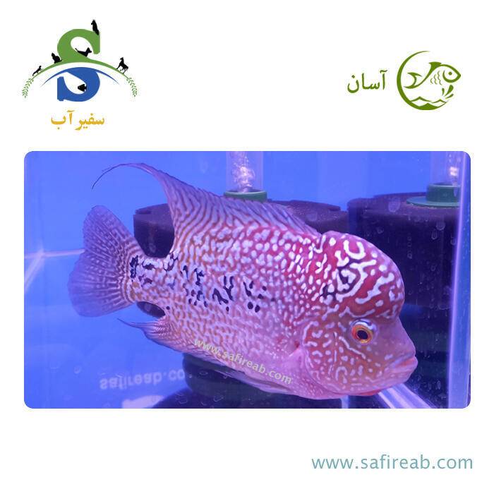 ماهی فلاور کامفا Classic گرید مسابقاتی کد K108