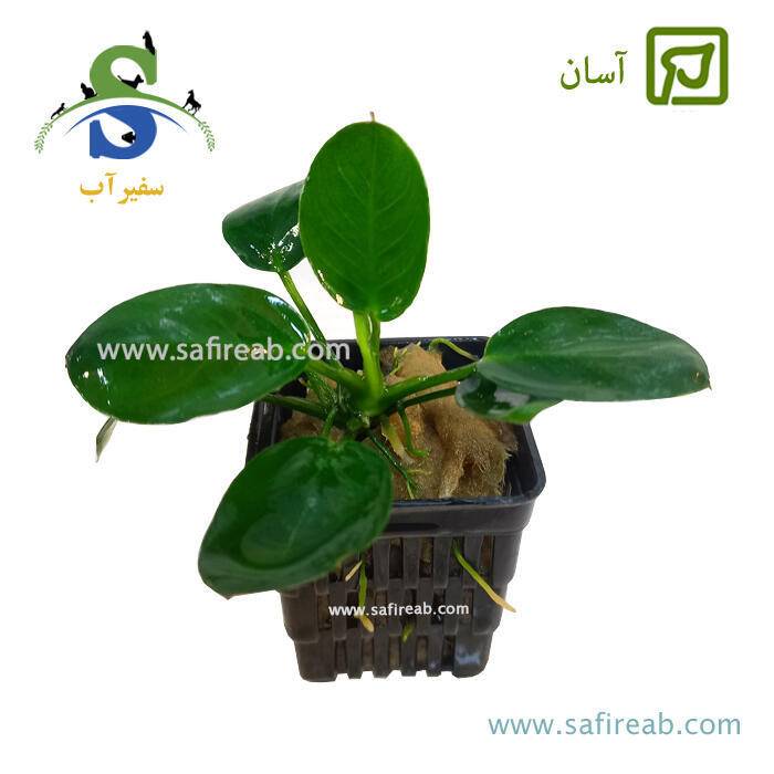 گیاه آنوبیاس نانا مین میو سایز L