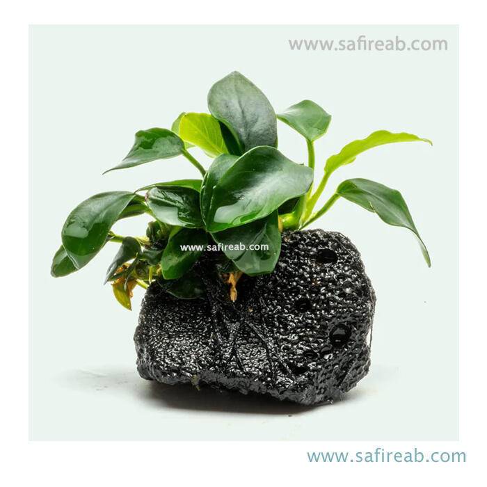 گیاه آنوبیاس نانا مین میو سایز L - Image 2