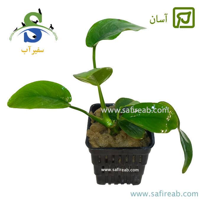 گیاه آنوبیاس بارتری وار پیکوک سایز L