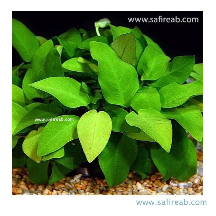 گیاه آنوبیاس بارتری وار پیکوک سایز L - Image 2