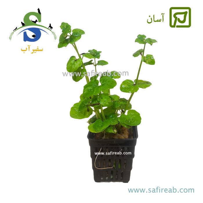 گیاه اپل گرس
