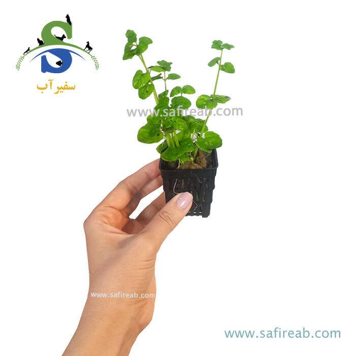 گیاه اپل گرس - Image 2