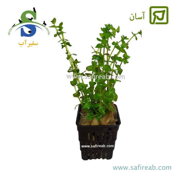 گیاه سیبی