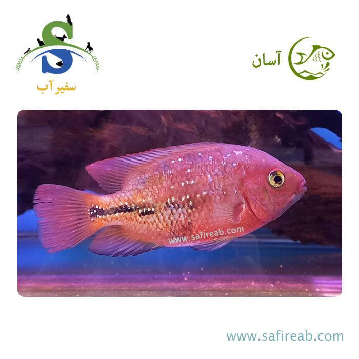 ماهی ویجا رد