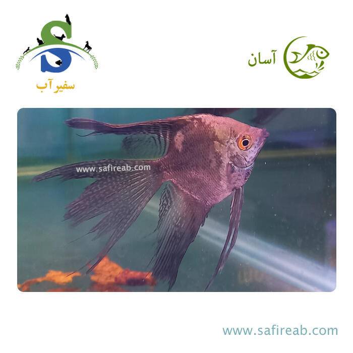 ماهی آنجل اسموکی