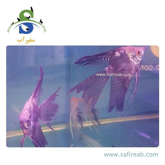 ماهی آنجل اسموکی - Image 2