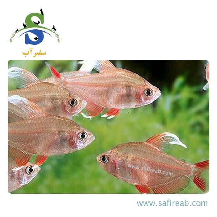 ماهی تترا وایت فین - Image 2