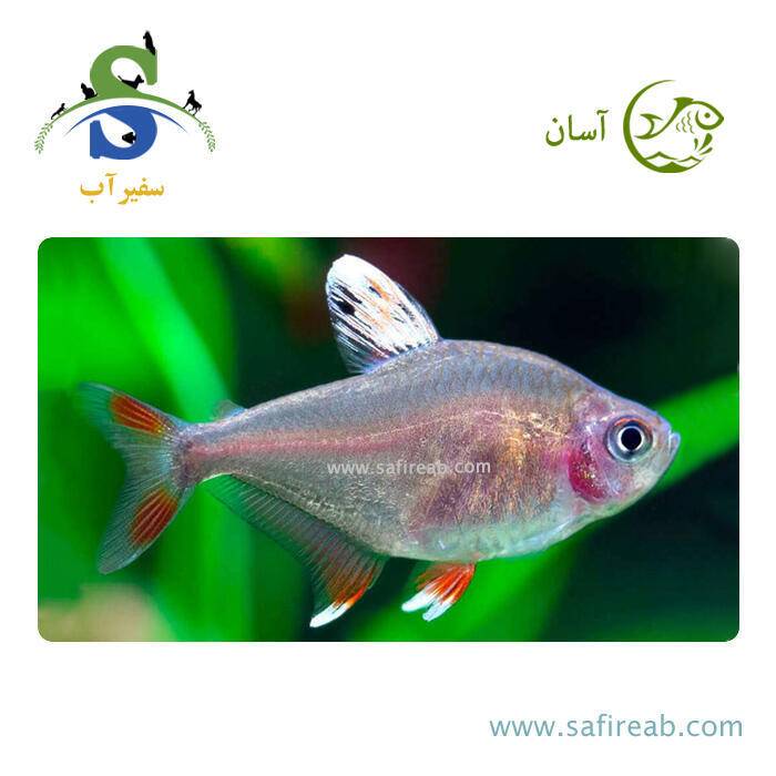 ماهی تترا وایت فین