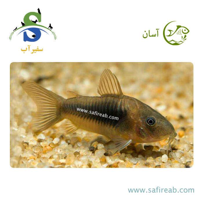 ماهی کوریدوراس برنز