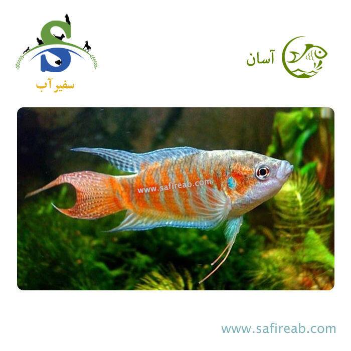 ماهی گورامی بهشتی