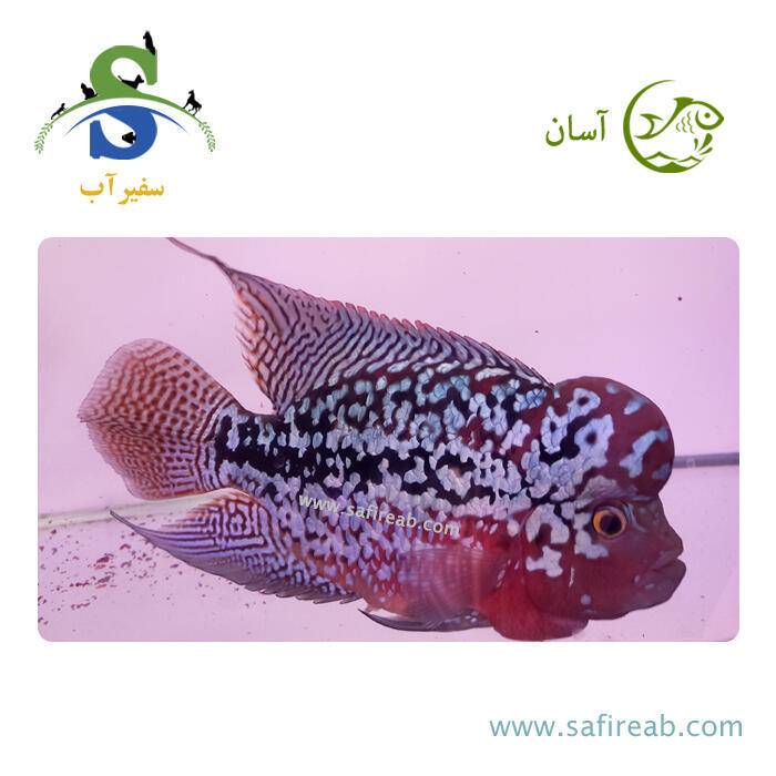 ماهی فلاور کامفا King Red Base گرید مسابقاتی کد K134