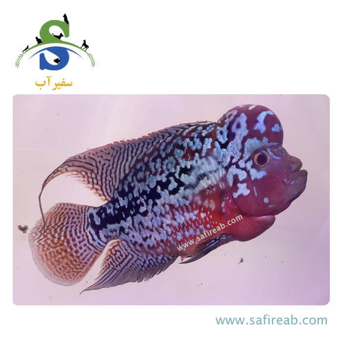 ماهی فلاور کامفا King Red Base گرید مسابقاتی کد K134 - Image 2