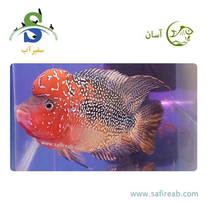 ماهی فلاور کامفا Multicolor گرید مسابقاتی کد K129