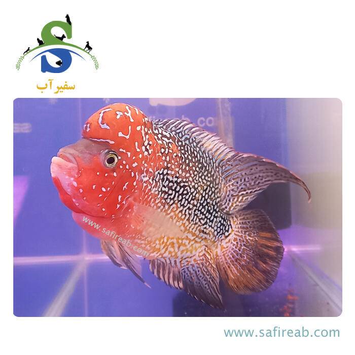 ماهی فلاور کامفا Multicolor گرید مسابقاتی کد K129 - Image 2