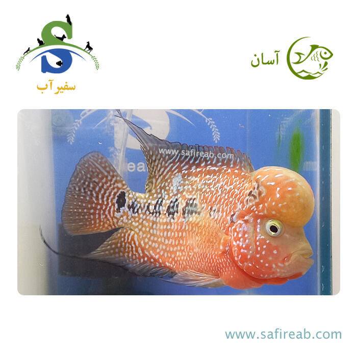 ماهی فلاور کامفا Classic گرید مسابقاتی کد K132
