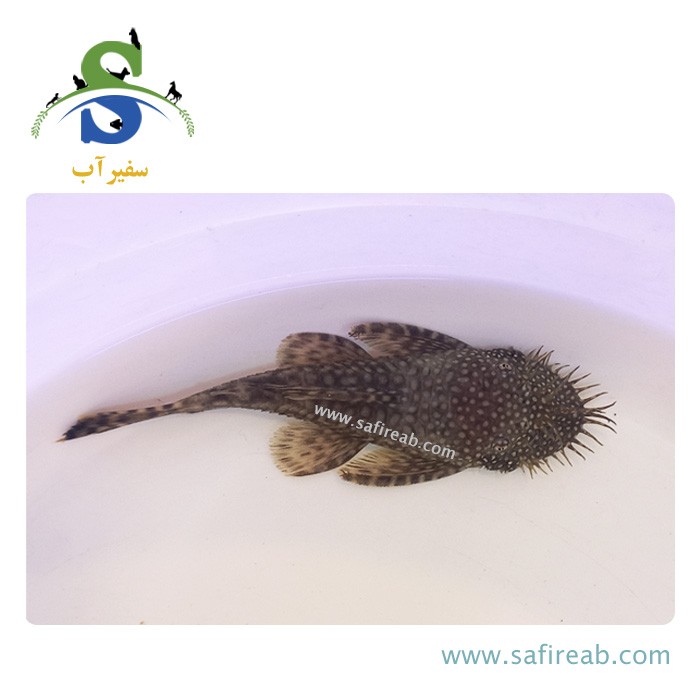 ماهی کت فیش پوزه بوته ای باله کوتاه میکس - Image 2