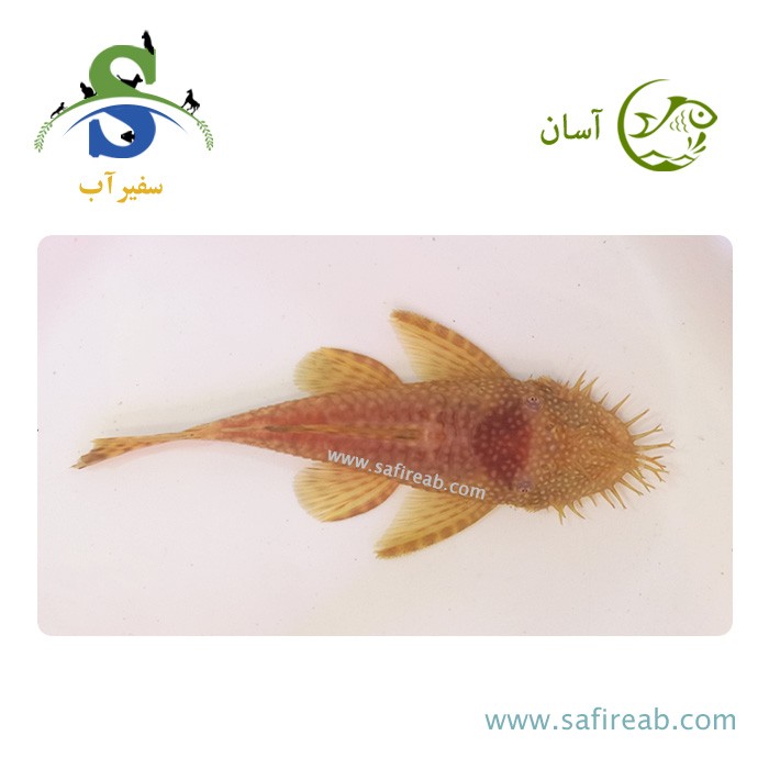 ماهی کت فیش پوزه بوته ای باله کوتاه میکس