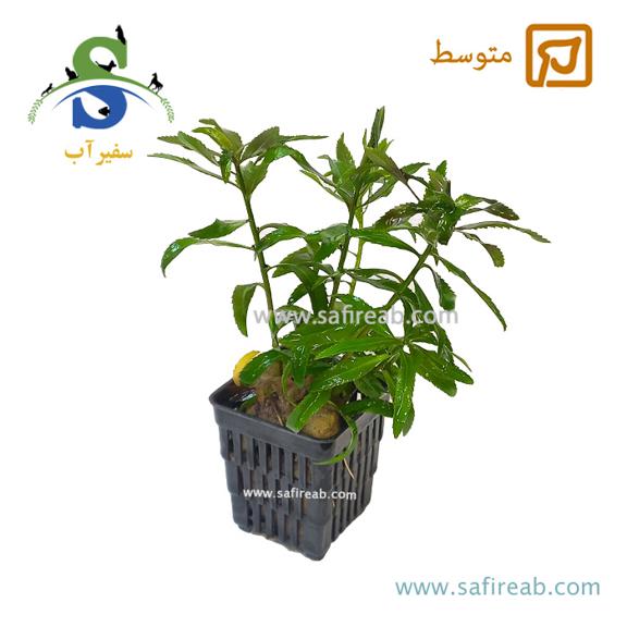 گیاه پولیگونوم