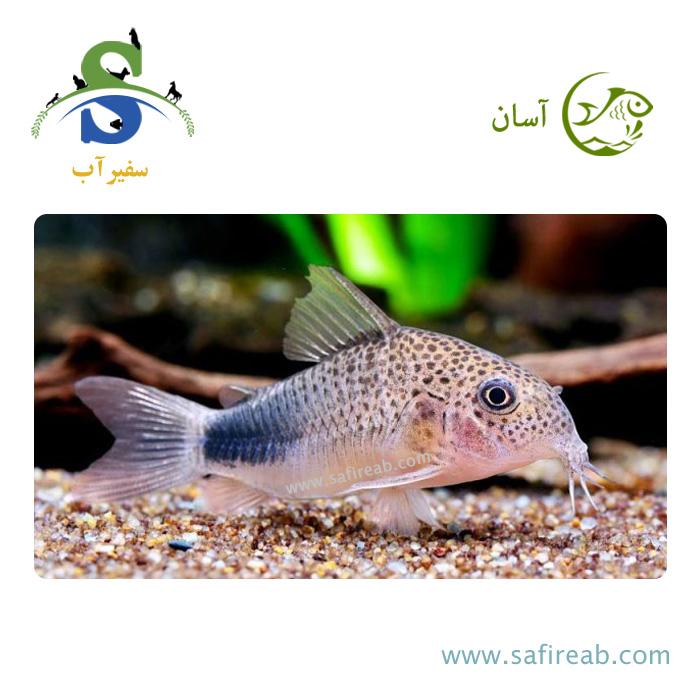 ماهی کوریدوراس سیمیلیس